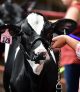 Dairy Skill-a-thon